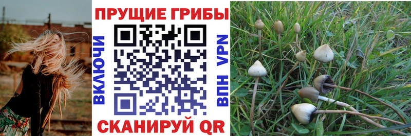 даркнет телеграм  как найти   Тамбов  Галлюциногенные грибы MAGIC MUSHROOMS 